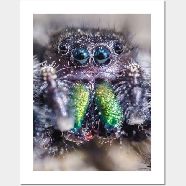 Little Hairy Face. Jumping Spider Macro Photograph Wall Art by love-fi